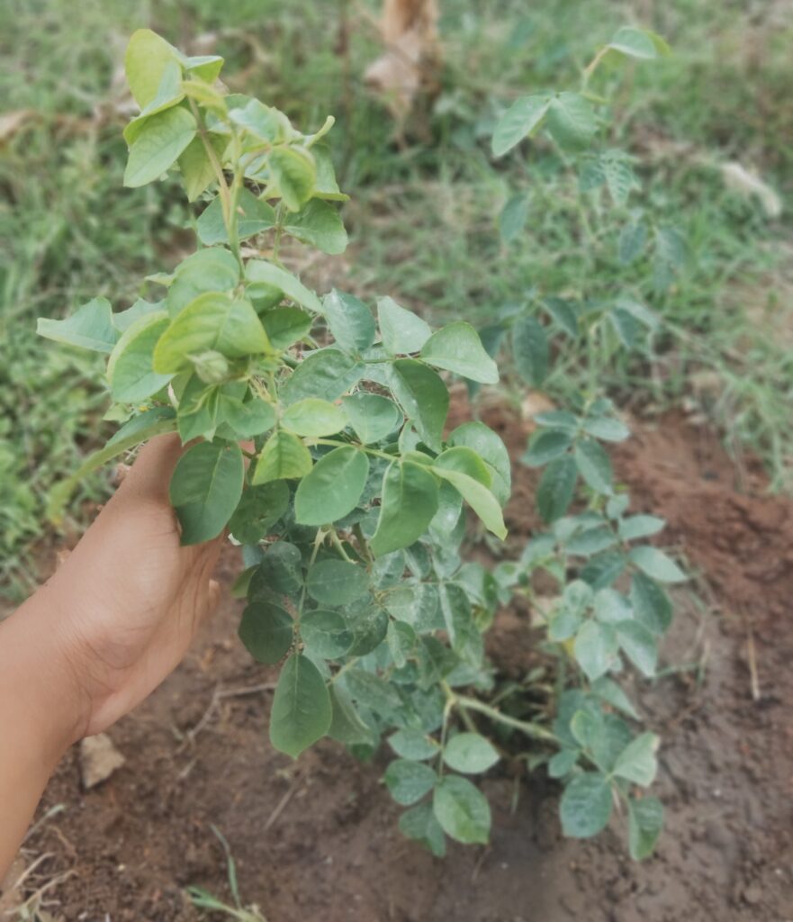 Pilu , Gulab , green pulse plant